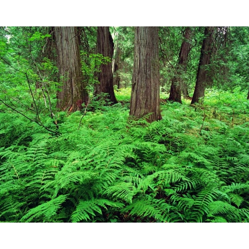 MT, Kootenai NF, Lush ferns and cedar trees